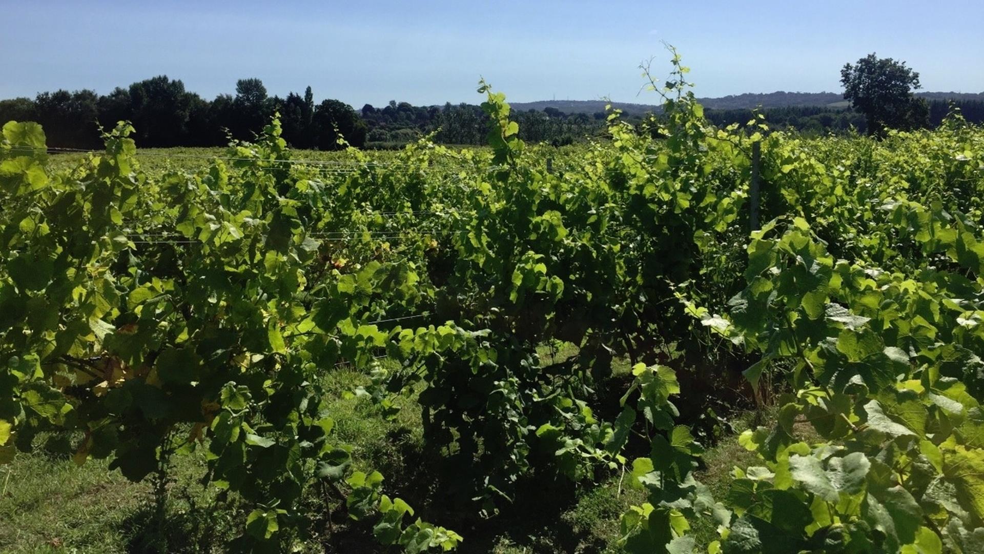 Carr Taylor Vineyard tours